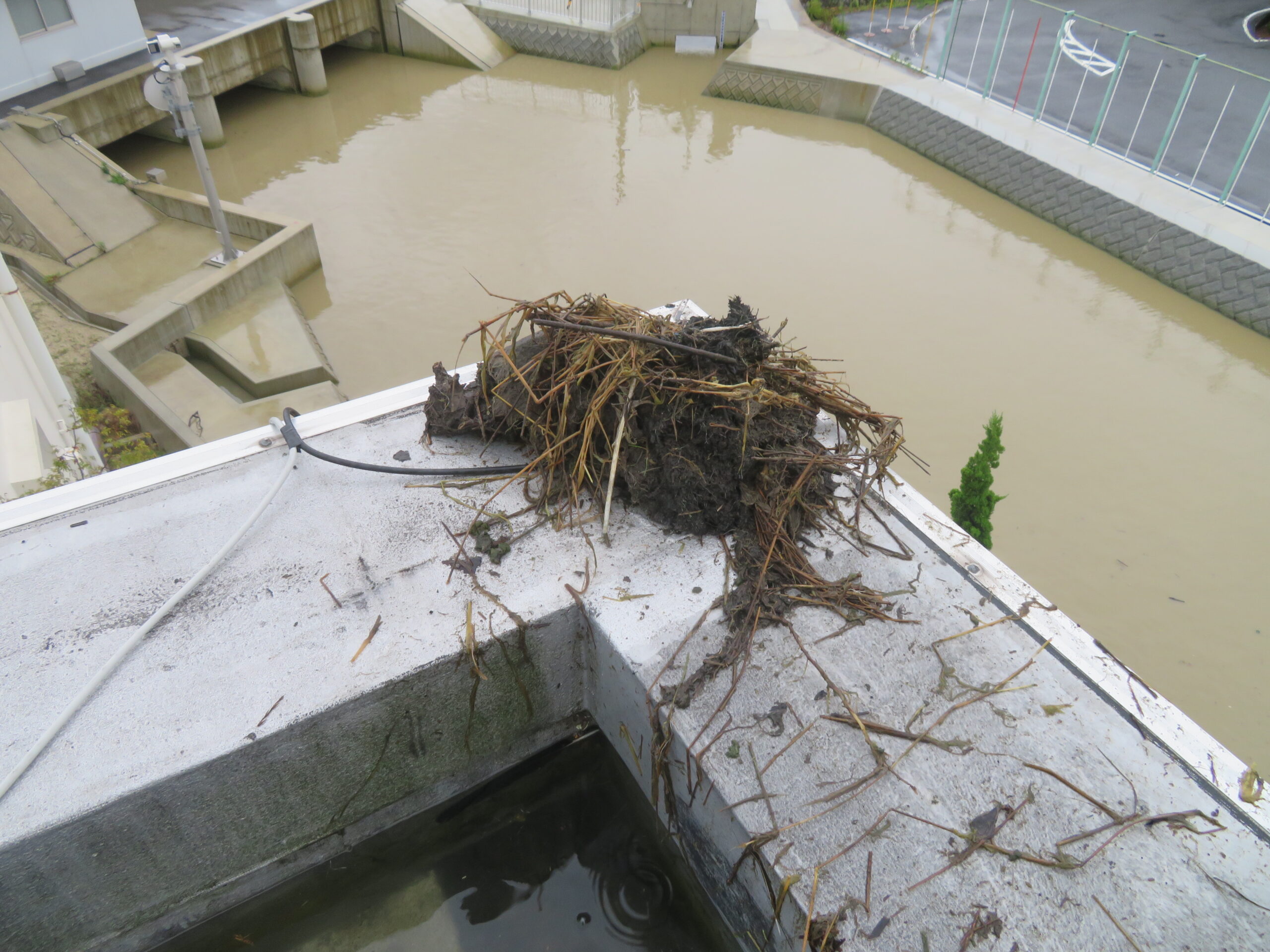 屋上がプールのようになってしまった原因の排水口に溜まった草木などのゴミの様子です。　