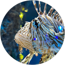 しじみ汁 しじみ汁